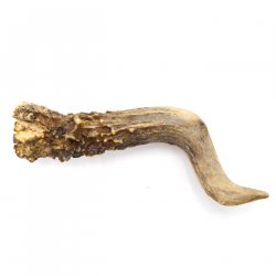Rehstange Länge 12 cm Reh Geweihestange Stange Rehgehörn Gehörn 14.1.287