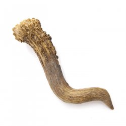 Rehstange Länge 12 cm Reh Geweihestange Stange Rehgehörn Gehörn 14.1.287