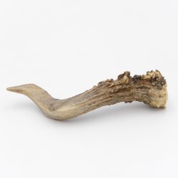 Rehstange Länge 12 cm Reh Geweihestange Stange Rehgehörn Gehörn 14.1.287