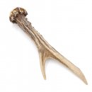 Rehstange Länge 16 cm Reh Geweihestange Stange Rehgehörn Gehörn 14.1.288