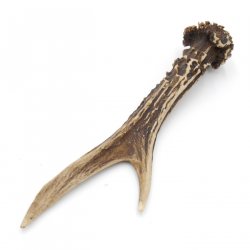 Rehstange Länge 16 cm Reh Geweihestange Stange Rehgehörn Gehörn 14.1.288