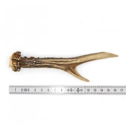 Rehstange Länge 16 cm Reh Geweihestange Stange Rehgehörn Gehörn 14.1.288