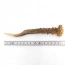 Rehstange Länge 17 cm Reh Geweihestange Stange...