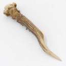 Rehstange Länge 17 cm Reh Geweihestange Stange Rehgehörn Gehörn 14.1.289