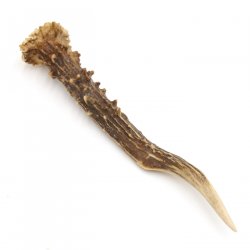 Rehstange Länge 17 cm Reh Geweihestange Stange Rehgehörn Gehörn 14.1.289