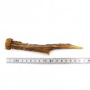 Rehstange Länge 18 cm Reh Geweihestange Stange...