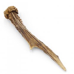 Rehstange Länge 18 cm Reh Geweihestange Stange Rehgehörn Gehörn 14.1.290