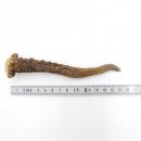 Rehstange Länge 15 cm Reh Geweihestange Stange...