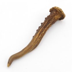 Rehstange Länge 15 cm Reh Geweihestange Stange Rehgehörn Gehörn 14.1.291