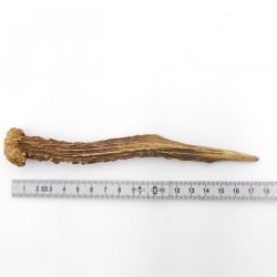Rehstange Länge 17 cm Reh Geweihestange Stange Rehgehörn Gehörn 14.1.292