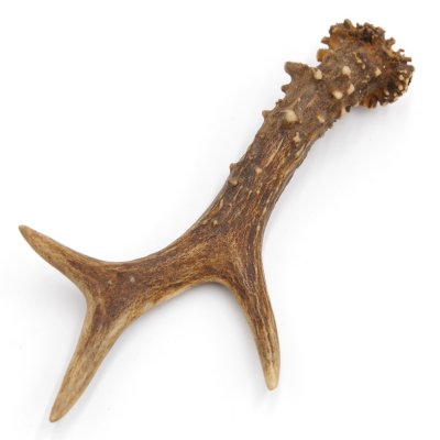 Rehstange Länge 16 cm Reh Geweihestange Stange Rehgehörn Gehörn 14.1.293