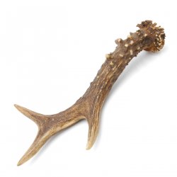Rehstange Länge 16 cm Reh Geweihestange Stange Rehgehörn Gehörn 14.1.293
