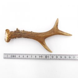 Rehstange Länge 16 cm Reh Geweihestange Stange Rehgehörn Gehörn 14.1.293