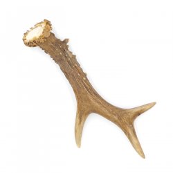 Rehstange Länge 16 cm Reh Geweihestange Stange Rehgehörn Gehörn 14.1.293
