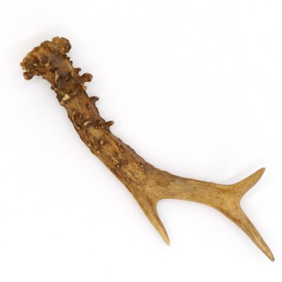 Rehstange Länge 16 cm Reh Geweihestange Stange Rehgehörn Gehörn 14.1.294