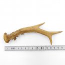 Rehstange Länge 16 cm Reh Geweihestange Stange Rehgehörn Gehörn 14.1.294