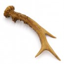 Rehstange Länge 16 cm Reh Geweihestange Stange Rehgehörn Gehörn 14.1.294
