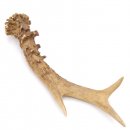 Rehstange Länge 16 cm Reh Geweihestange Stange Rehgehörn Gehörn 14.1.294