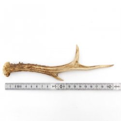 Rehstange Länge 20 cm Reh Geweihestange Stange Rehgehörn Gehörn 14.1.295