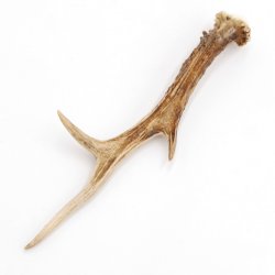 Rehstange Länge 20 cm Reh Geweihestange Stange Rehgehörn Gehörn 14.1.295