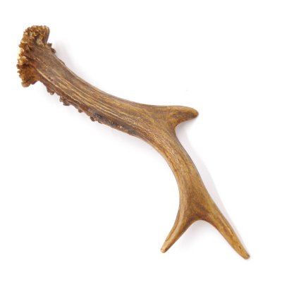 Rehstange Länge 18 cm Reh Geweihestange Stange Rehgehörn Gehörn 14.1.296