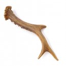 Rehstange Länge 18 cm Reh Geweihestange Stange Rehgehörn Gehörn 14.1.296