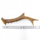 Rehstange Länge 18 cm Reh Geweihestange Stange Rehgehörn Gehörn 14.1.296