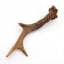 Rehstange Länge 18 cm Reh Geweihestange Stange Rehgehörn Gehörn 14.1.296