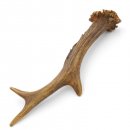 Rehstange Länge 18 cm Reh Geweihestange Stange Rehgehörn Gehörn 14.1.296