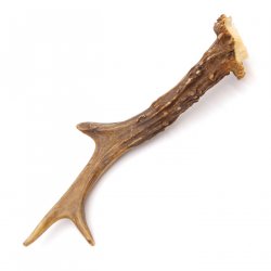 Rehstange Länge 18 cm Reh Geweihestange Stange Rehgehörn Gehörn 14.1.296
