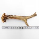 Rehstange Länge 17 cm Reh Geweihestange Stange Rehgehörn Gehörn 14.1.297