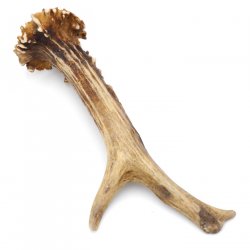 Rehstange Länge 17 cm Reh Geweihestange Stange Rehgehörn Gehörn 14.1.297