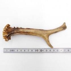 Rehstange Länge 17 cm Reh Geweihestange Stange Rehgehörn Gehörn 14.1.297