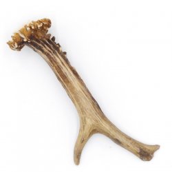 Rehstange Länge 17 cm Reh Geweihestange Stange Rehgehörn Gehörn 14.1.297