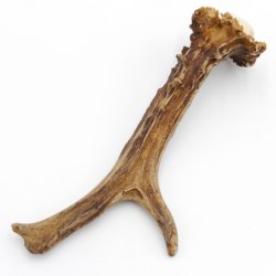 Rehstange Länge 17 cm Reh Geweihestange Stange Rehgehörn Gehörn 14.1.297