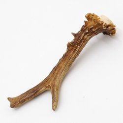 Rehstange Länge 17 cm Reh Geweihestange Stange Rehgehörn Gehörn 14.1.297