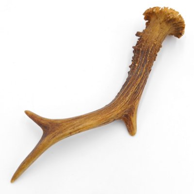 Rehstange Länge 20 cm Reh Geweihestange Stange Rehgehörn Gehörn 14.1.298
