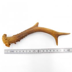 Rehstange Länge 20 cm Reh Geweihestange Stange Rehgehörn Gehörn 14.1.298