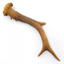 Rehstange Länge 20 cm Reh Geweihestange Stange Rehgehörn Gehörn 14.1.298