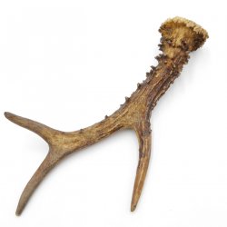Rehstange Länge 21 cm Reh Geweihestange Stange Rehgehörn Gehörn 14.1.299