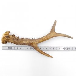 Rehstange Länge 21 cm Reh Geweihestange Stange Rehgehörn Gehörn 14.1.299
