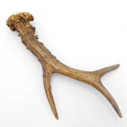 Rehstange Länge 21 cm Reh Geweihestange Stange Rehgehörn Gehörn 14.1.299