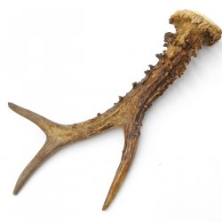Rehstange Länge 21 cm Reh Geweihestange Stange Rehgehörn Gehörn 14.1.299