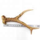 Rehstange Länge 21 cm Reh Geweihestange Stange...