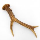 Rehstange Länge 21 cm Reh Geweihestange Stange...