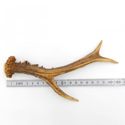 Rehstange Länge 21 cm Reh Geweihestange Stange Rehgehörn Gehörn 14.1.302