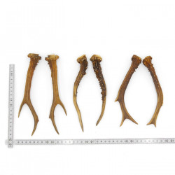 Rehstangen 3 Paar Stangen L 17-21 cm Gehörne Rehgeweihe Geweih Stange 14.3.138
