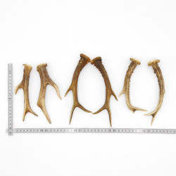 Rehstangen 3 Paar Stangen L 17-21 cm Gehörne Rehgeweihe Geweih Stange 14.3.139
