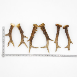 Rehstangen 3 Paar Stangen L 17-20 cm Gehörne Rehgeweihe Geweih Stange 14.3.140