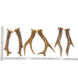 Rehstangen 3 Paar Stangen L 17-18 cm Gehörne Rehgeweihe Geweih Stange 14.3.141